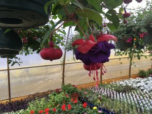 Fuchsia Hanging Basket 12 inch